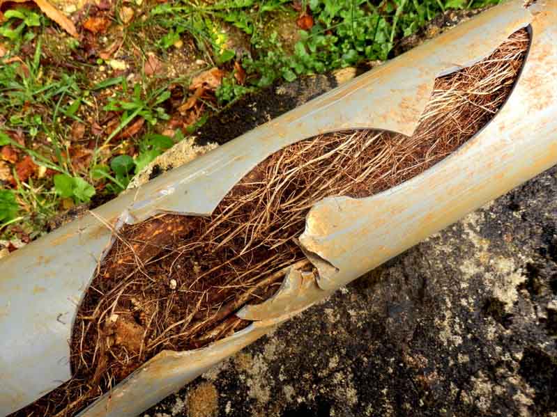 Tree Roots Are a Threat to Sewer Lines—Here’s Why